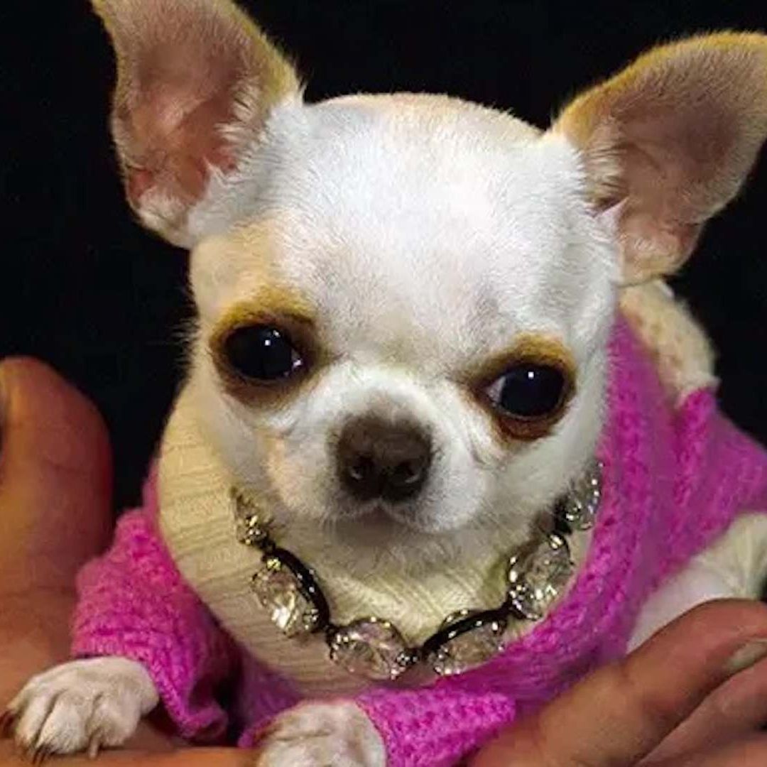 Pearl fue nombrada la perrita más pequeña del mundo