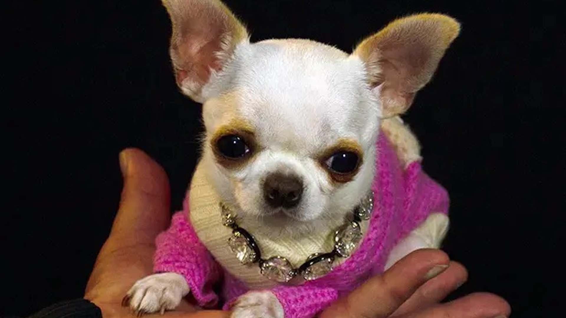 Pearl fue nombrada la perrita más pequeña del mundo