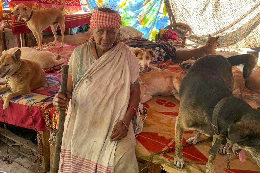 Una mujer de 80 años alimenta y cuida a 200 perros en India pero causa terror a sus vecinos