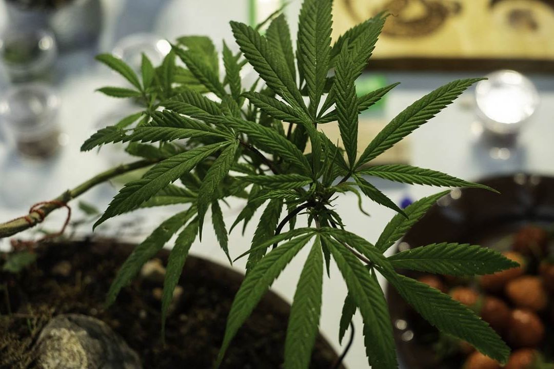 Apps de Reparto ya Entregan Marihuana a Domicilio