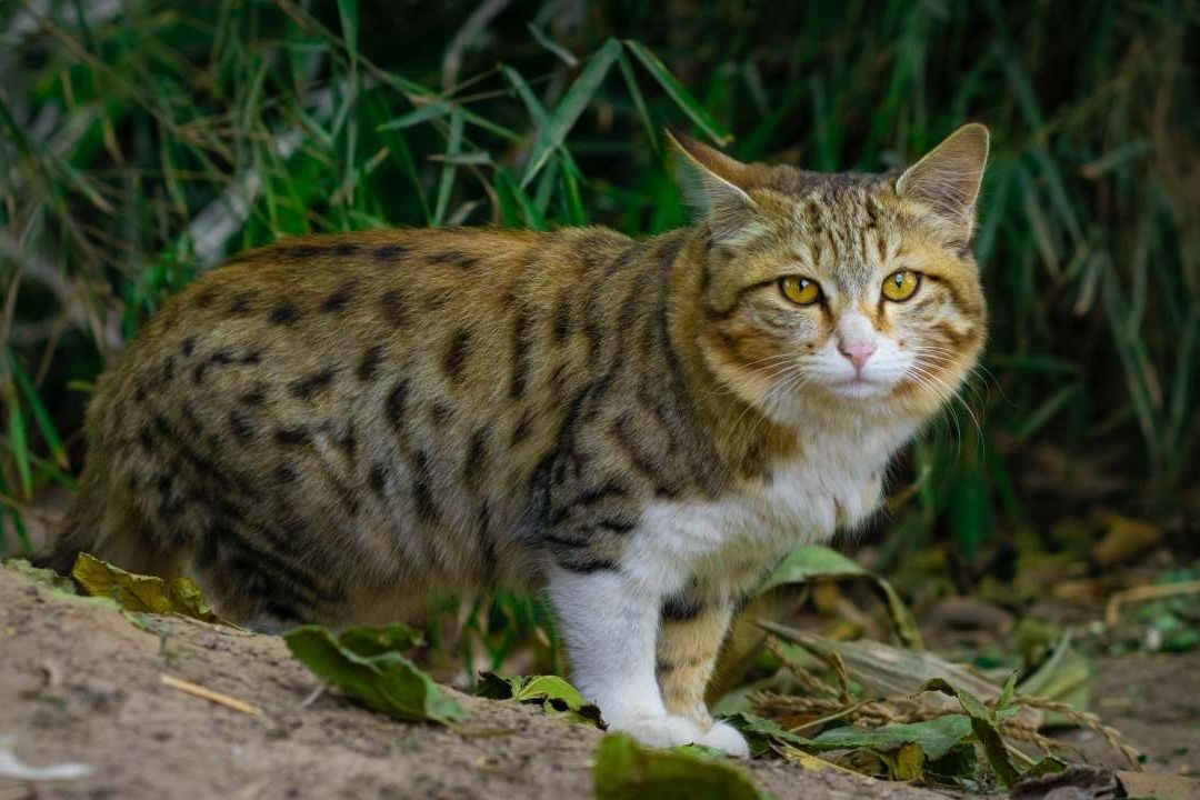 Cancelan torneo de caza de gatos salvajes en Nueva Zelanda