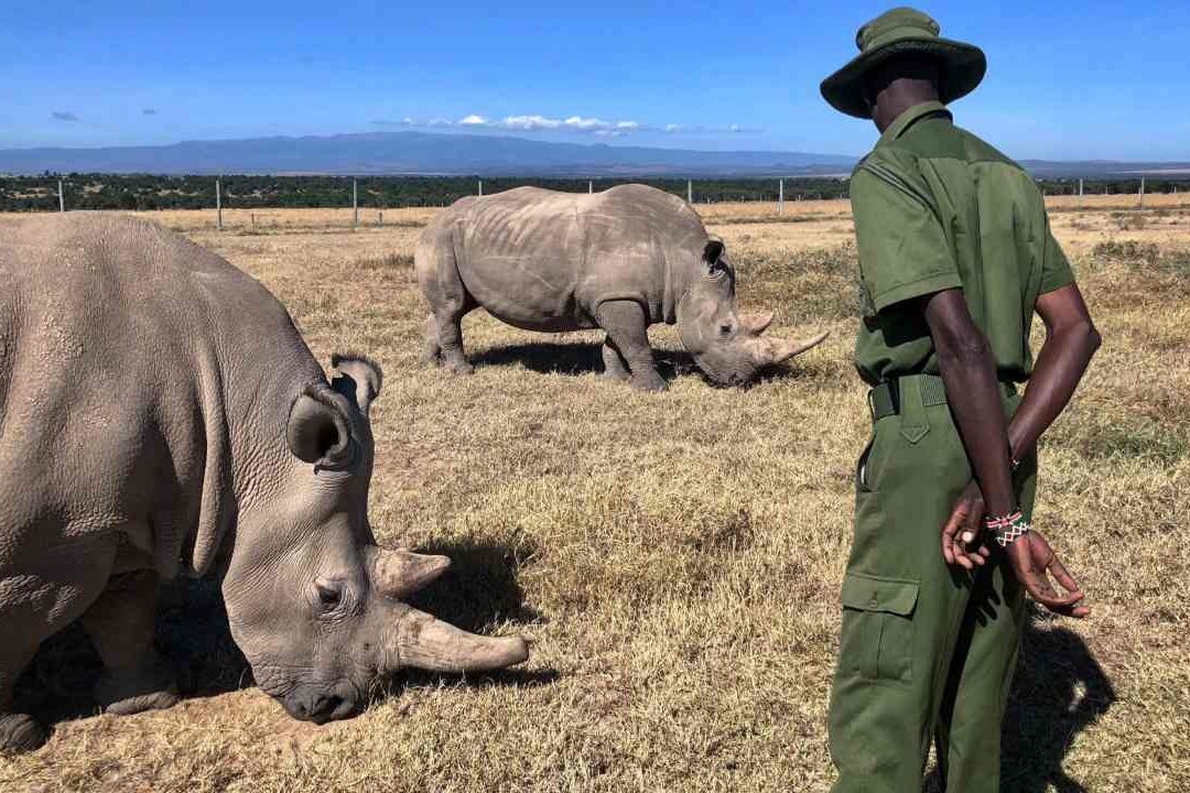 Millonario pierde su fortuna en protección de rinocerontes