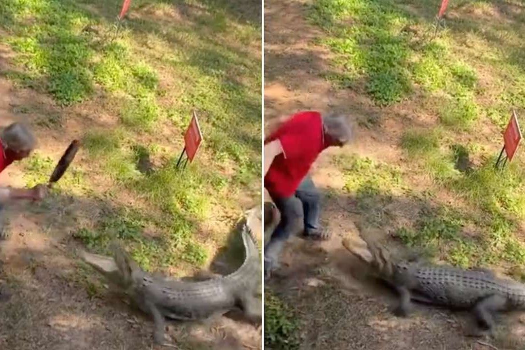 Hombre golpea a cocodrilo con sartén