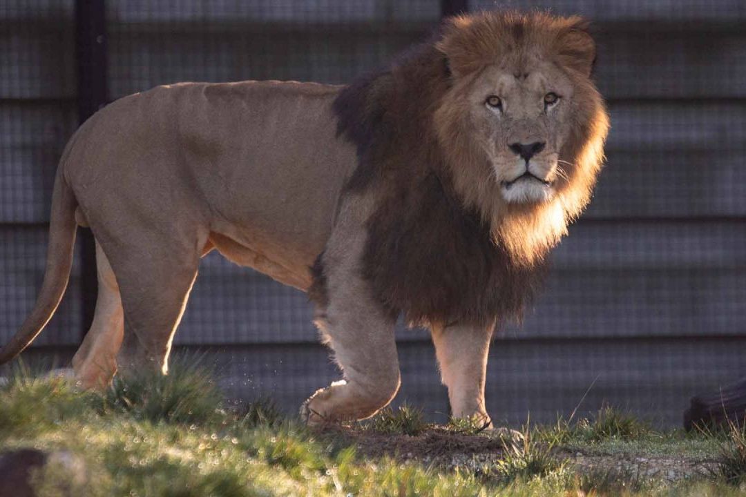 Muere un niño palestino por ataque de león en zoológico