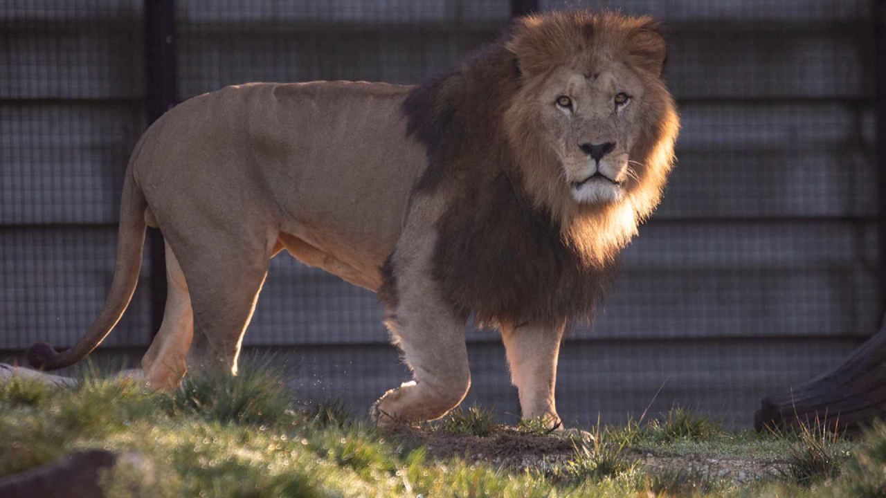 Muere un niño palestino por ataque de león en zoológico