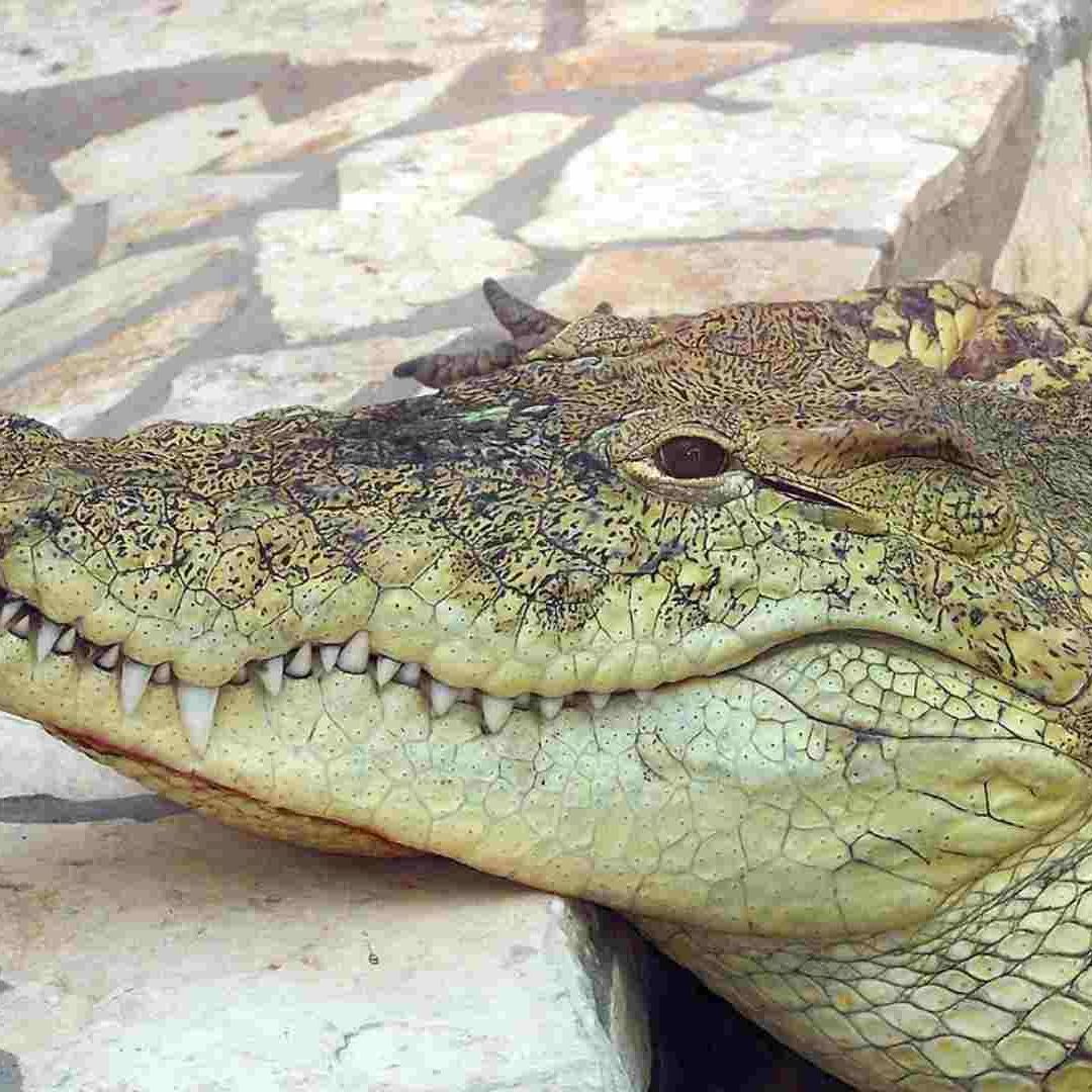 Robot Capta a Caimán Gigante en Drenaje y Se Arma la Persecución