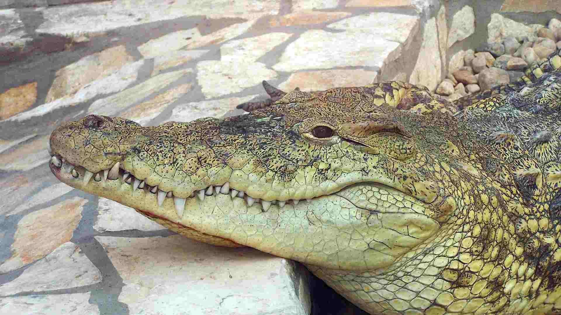 Robot Capta a Caimán Gigante en Drenaje y Se Arma la Persecución