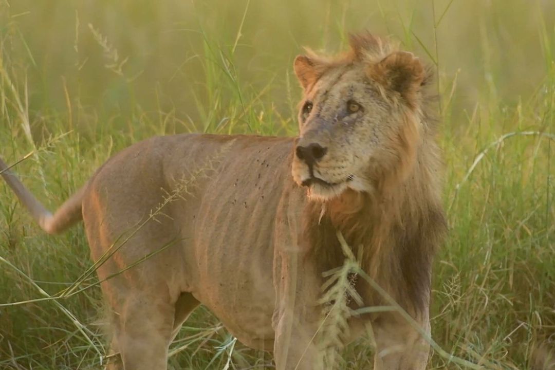 Pastores abaten a Loonkito, uno de los leones más longevos del mundo