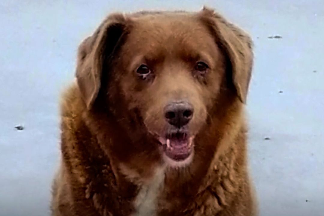 Bobi, considerado por Récord Guinness como el perro más viejo del mundo, cumplió 31 años de edad