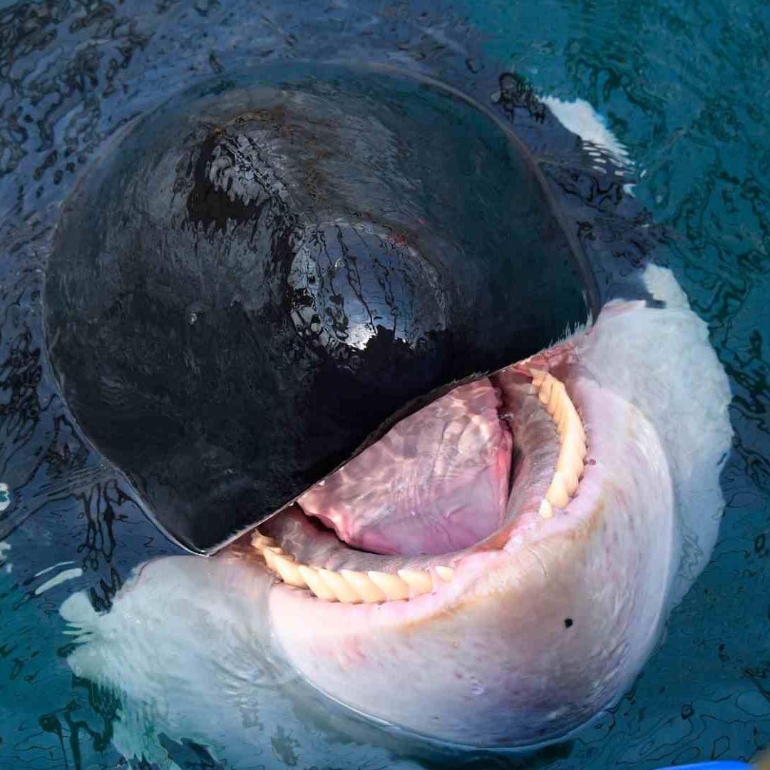 El comportamiento de las Orcas es inusual, aunque aún no atacan a los nadadores