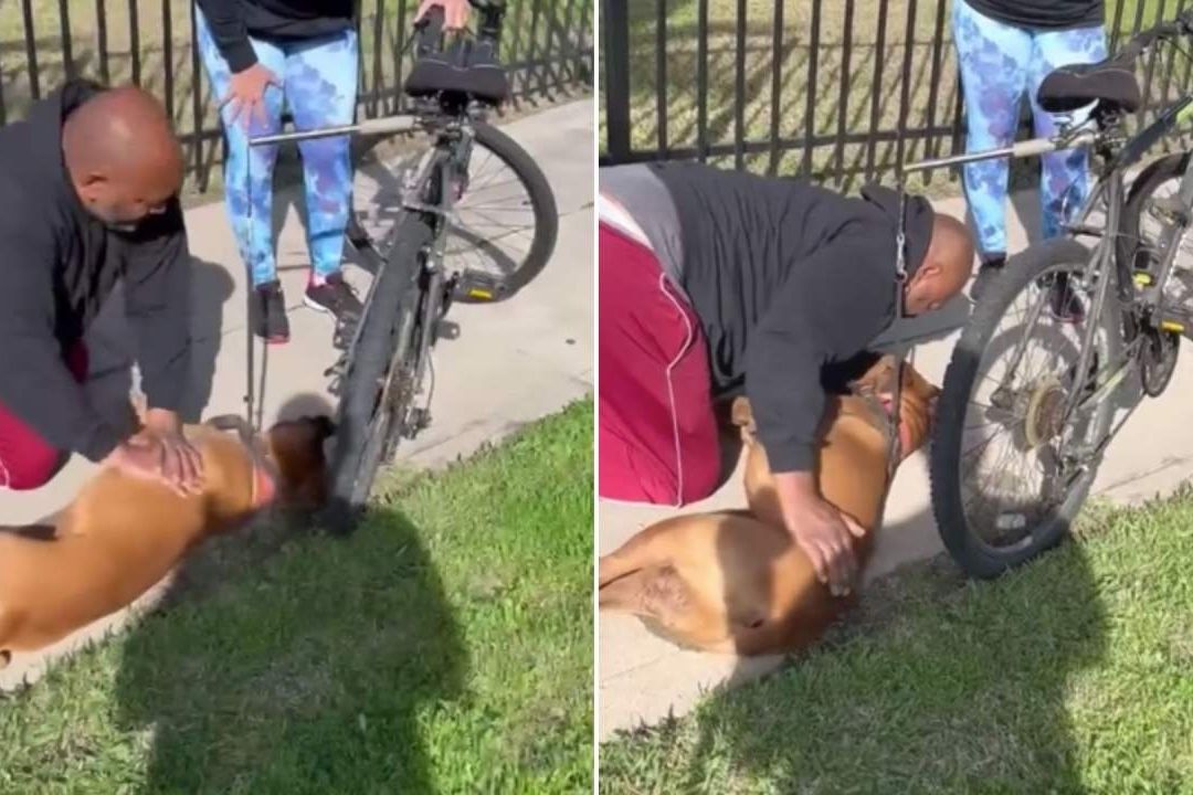 Hombre Salva la Vida a Perrito con Reanimación Pulmonar en EUA
