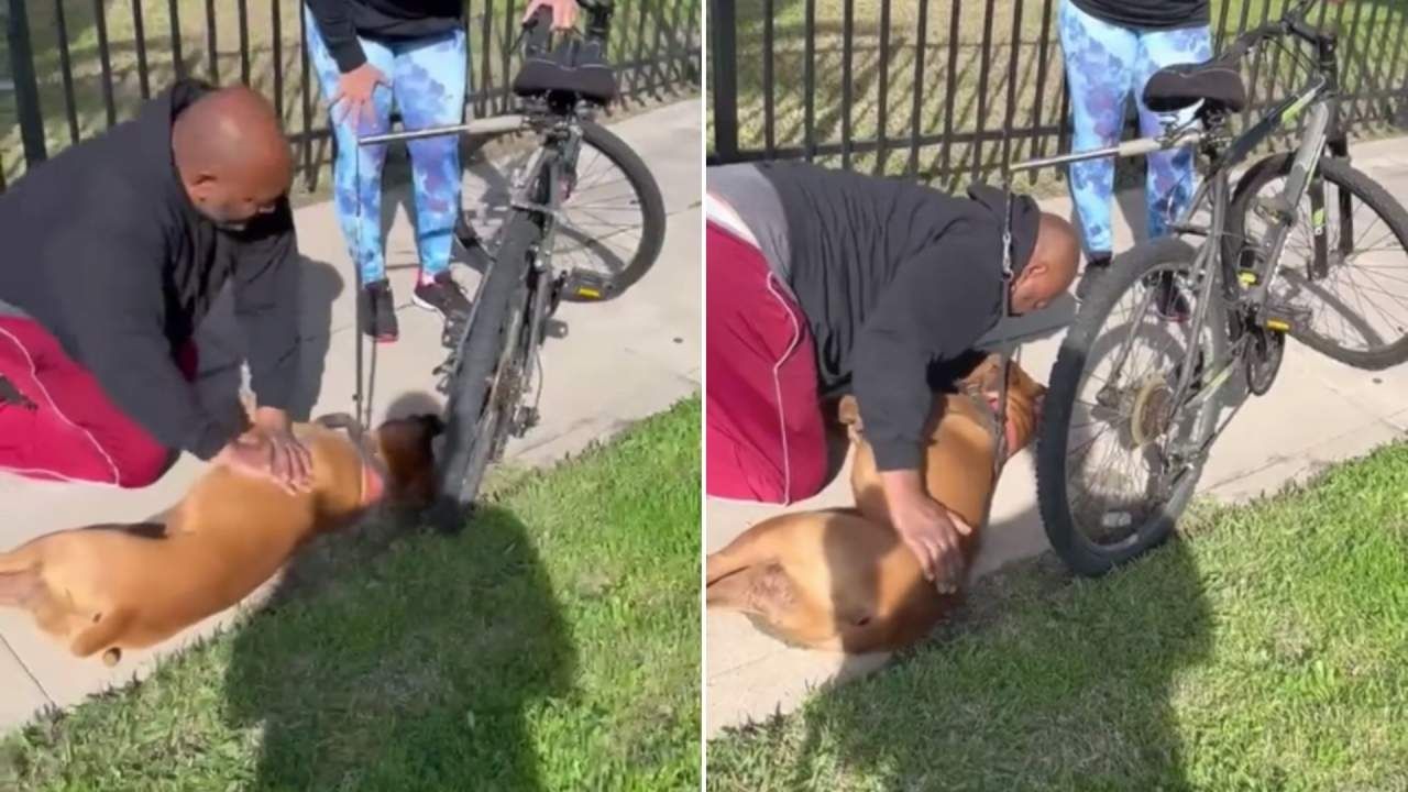 Hombre Salva la Vida a Perrito con Reanimación Pulmonar en EUA