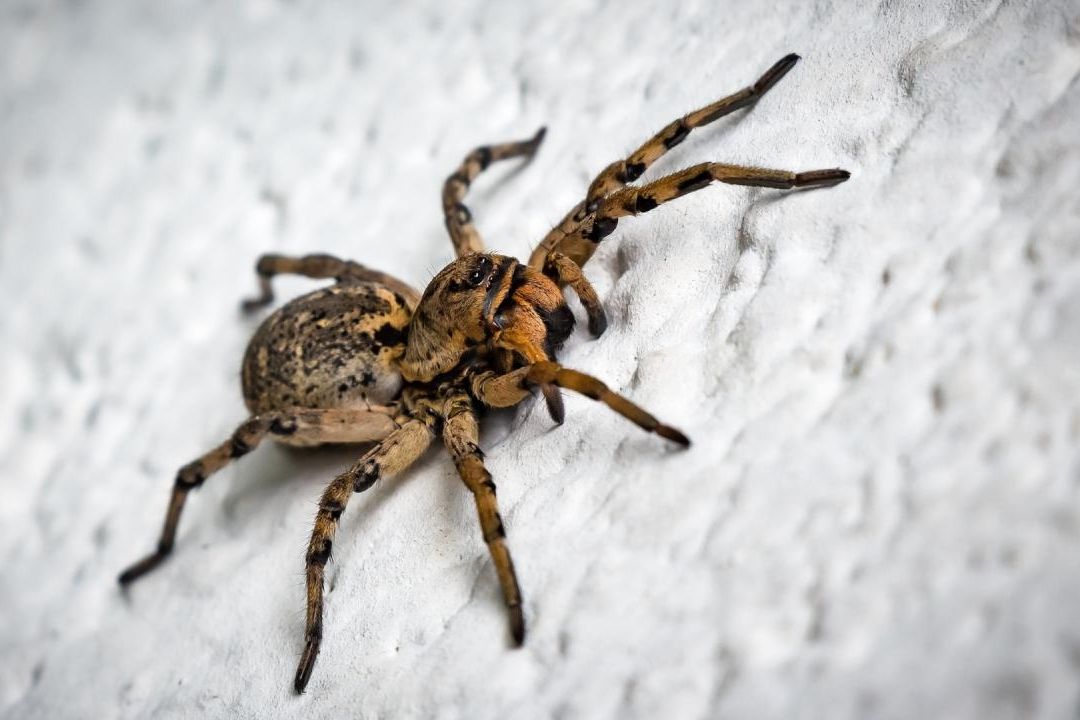 Joven Pierde una Pierna Tras Ser Picada por Una Araña