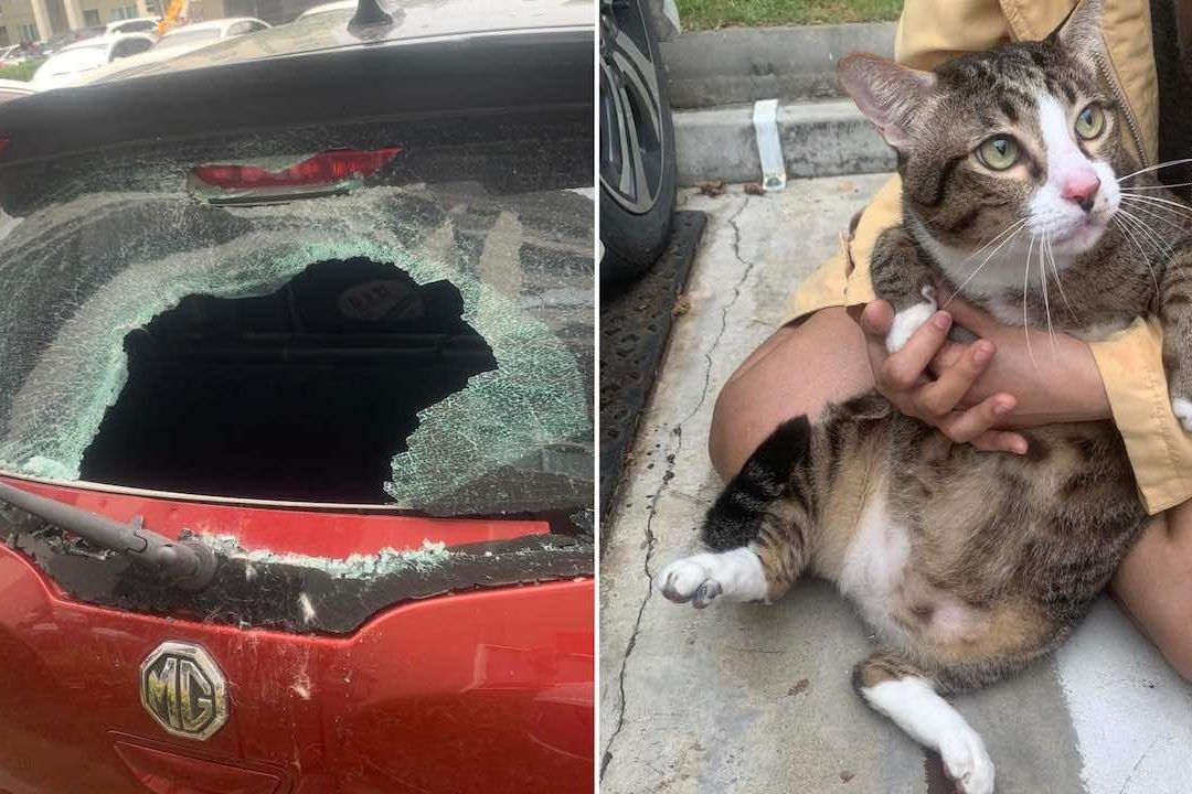Gatito rompe vidro de coche tras caer de sexto piso