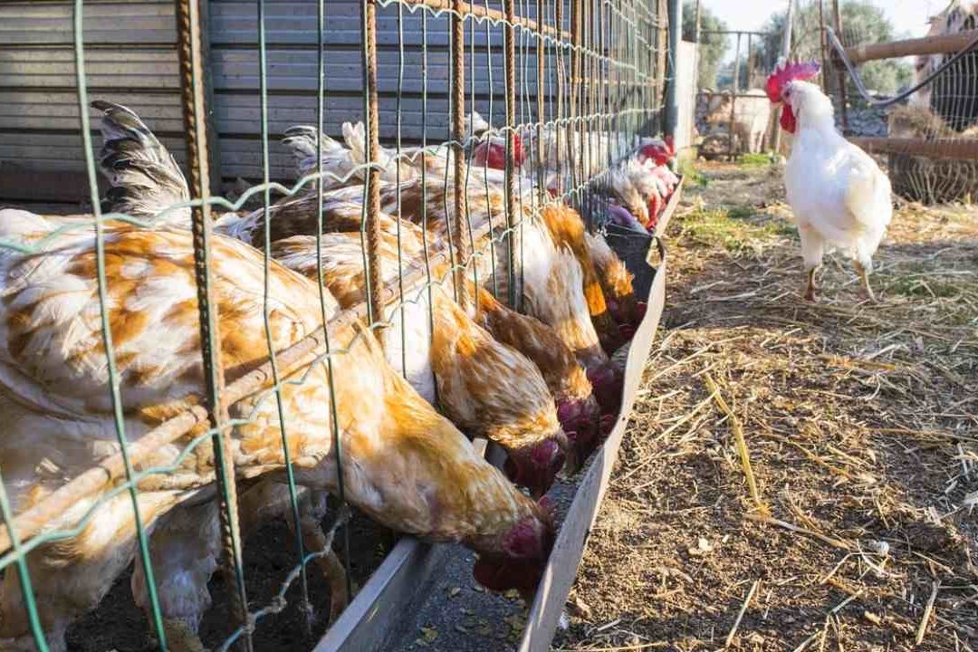 Gripe Aviar H5N1 Evoluciona Rápidamente: Expertos