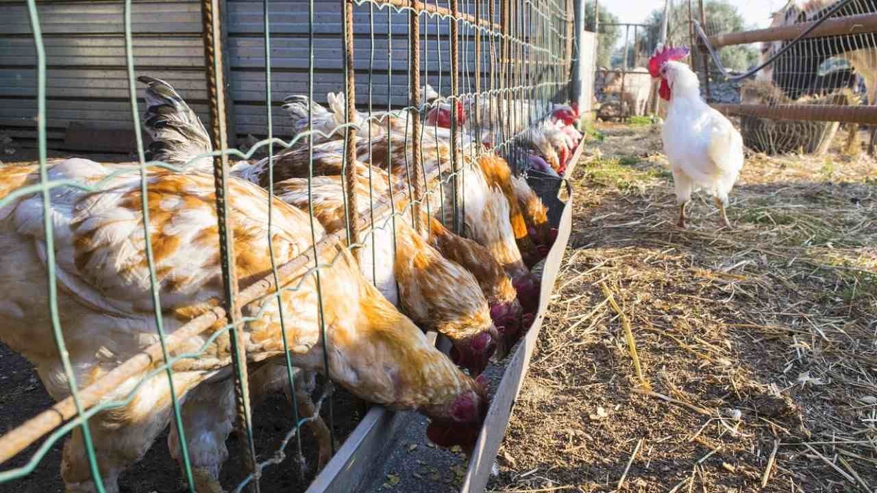 Gripe Aviar H5N1 Evoluciona Rápidamente: Expertos