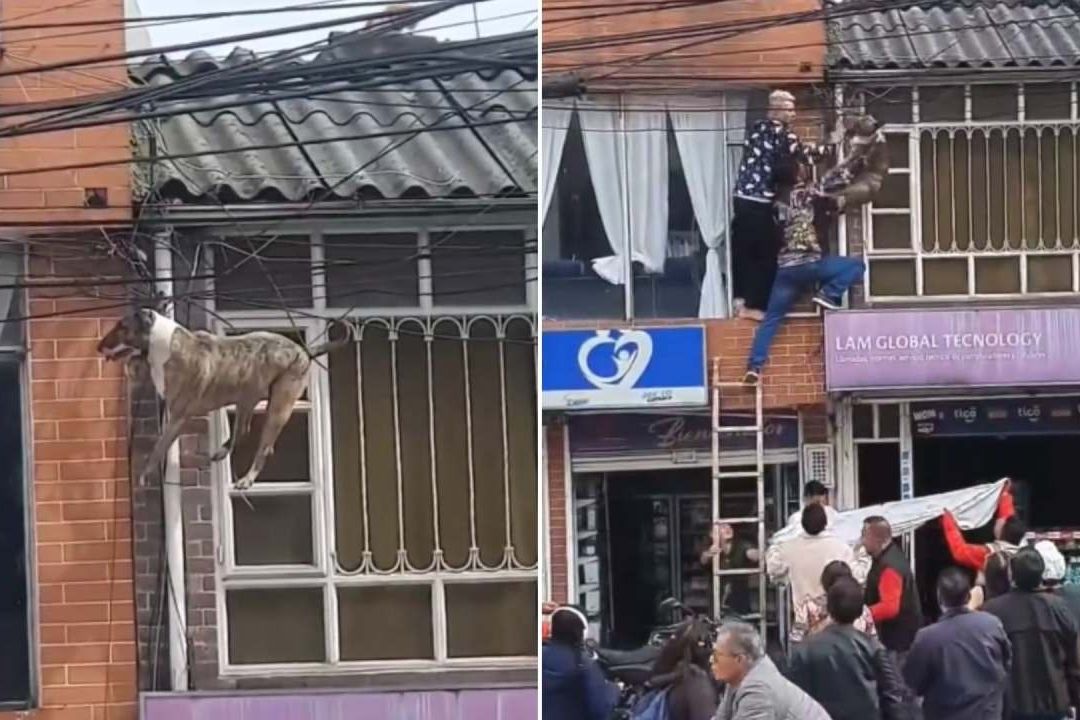 Perro Queda Atorado en Cables Por Perseguir a un Gato: Video Viral