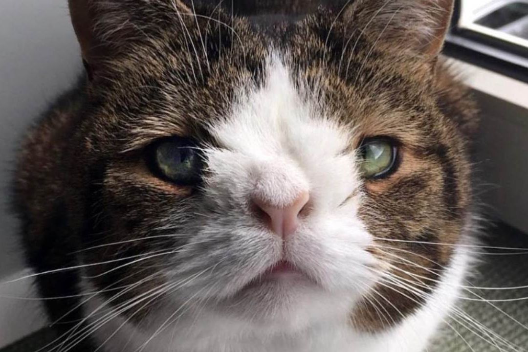 Monty, gato con Sindrome de Down recibió una segunda oportunidad de tener familia
