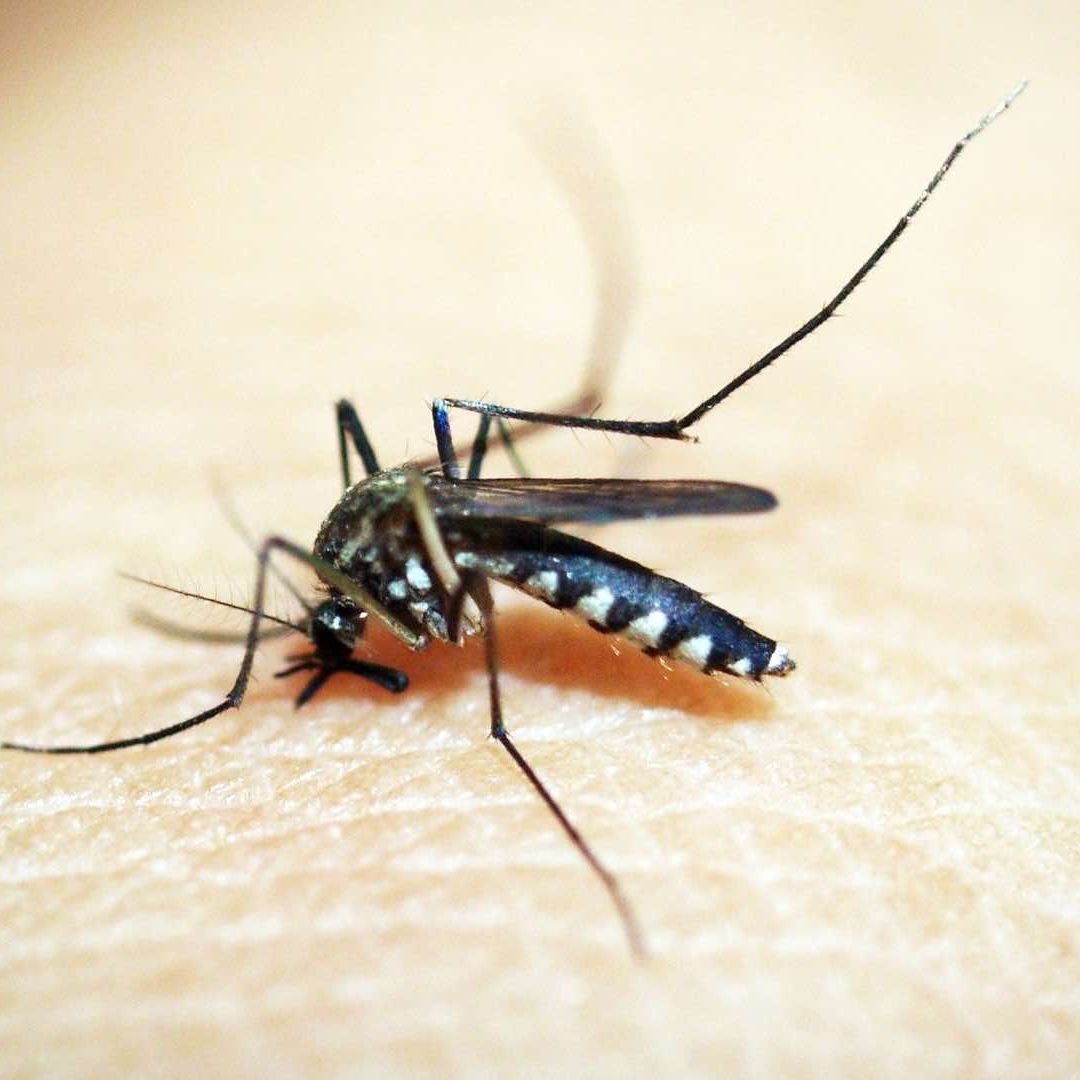 Las mujeres que contraen dengue durante el embarazo pueden contagiar el virus al bebé durante el trabajo de parto