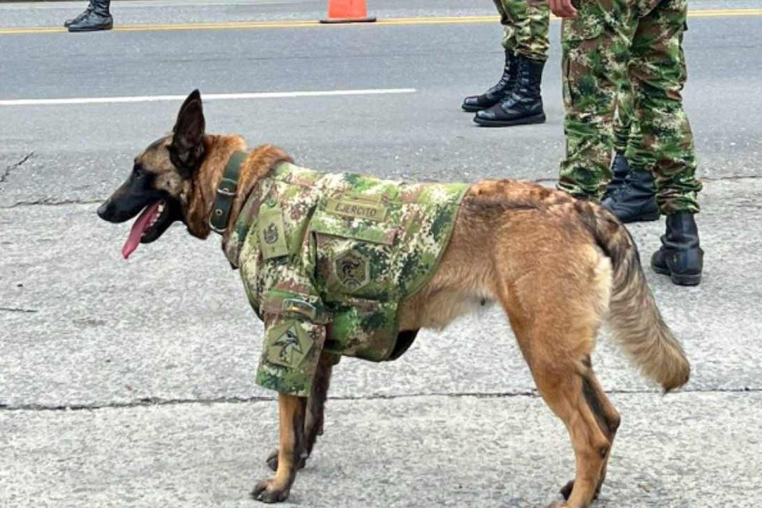 Militares colombianos buscan al pastor belga Wilson
