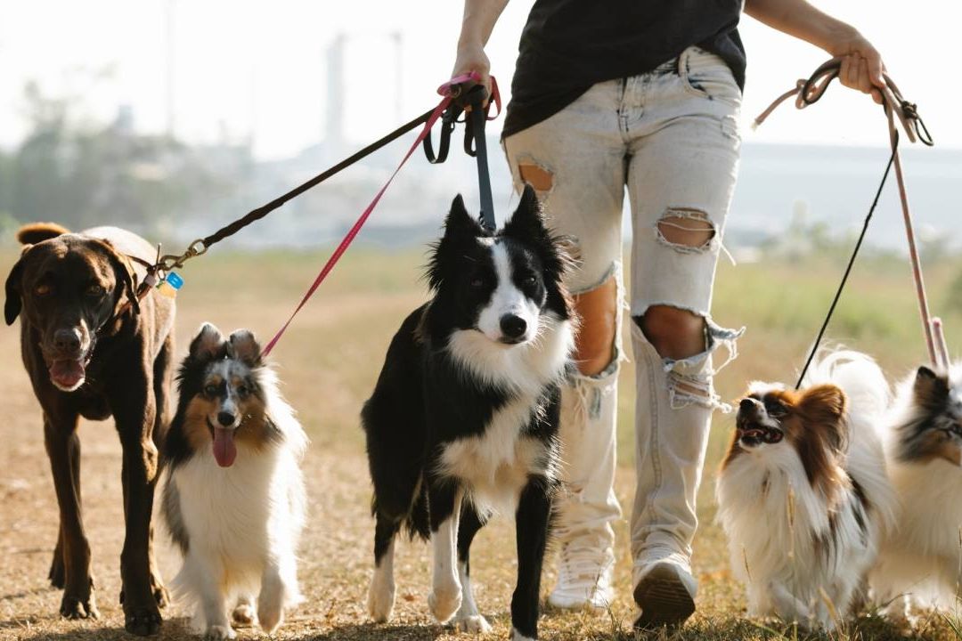 Millonarios Ofrecen Salario de Lujo a Cuidador de Perros