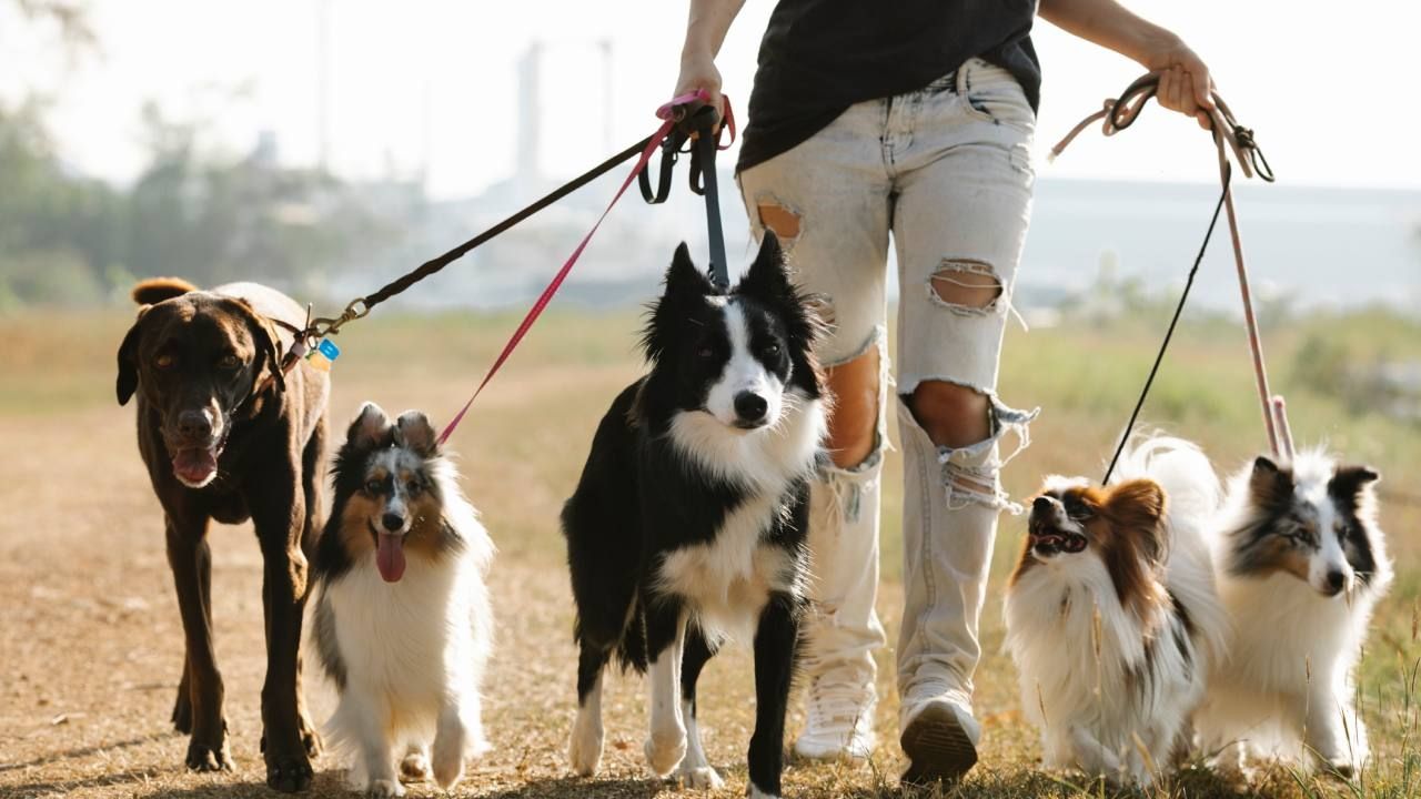 Millonarios Ofrecen Salario de Lujo a Cuidador de Perros