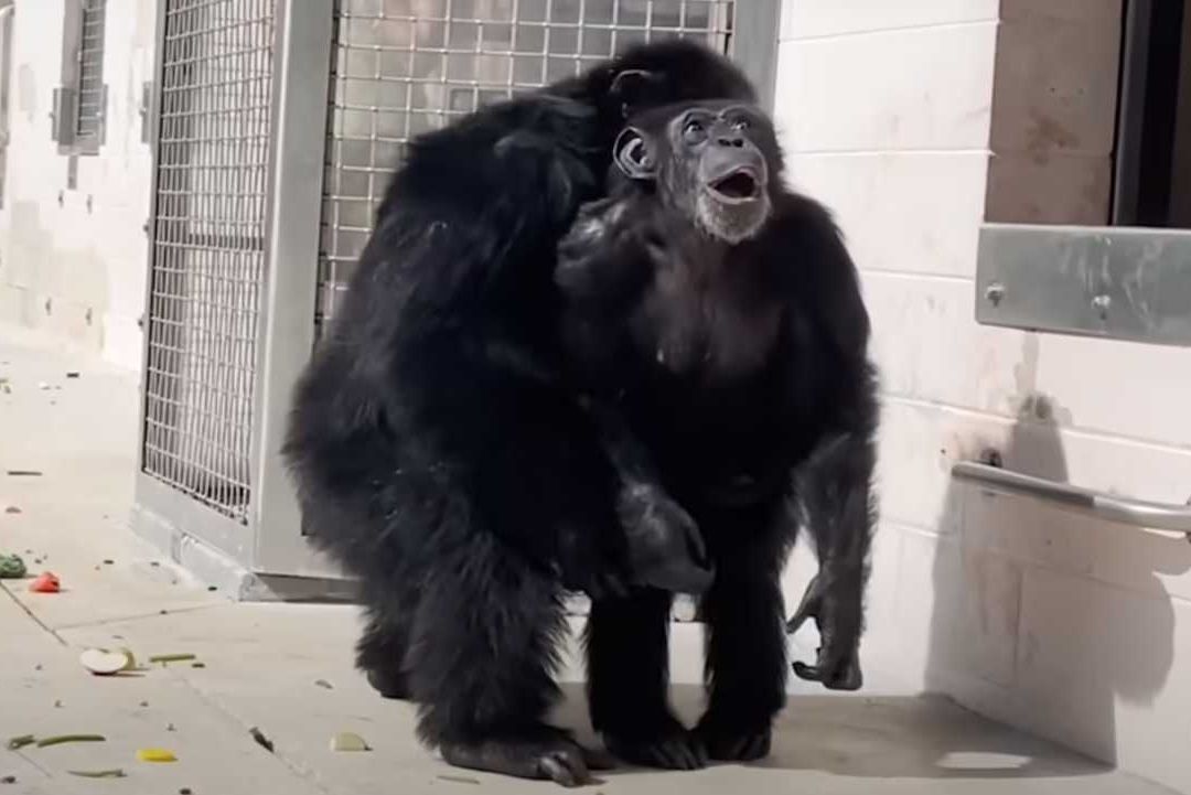 Chimpancé ve el cielo por primera vez