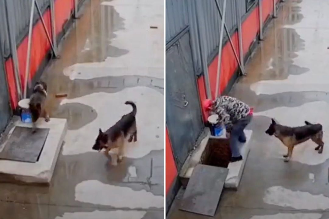 Perrito pide ayuda para rescatar a su hermano