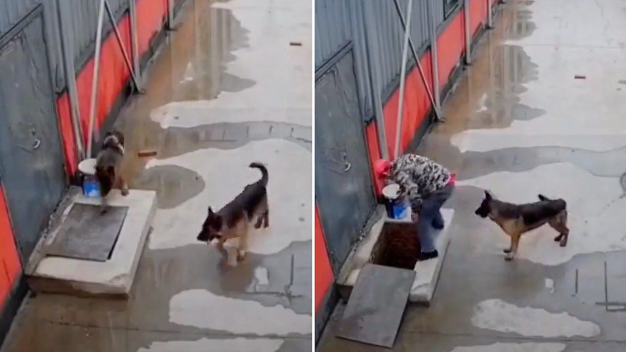Perrito pide ayuda para rescatar a su hermano