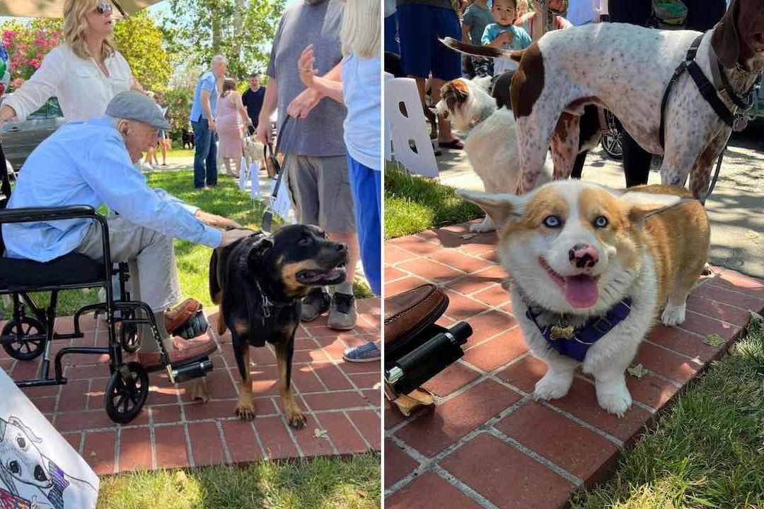 Celebran cumpleaños de abuelito con desfile de 200 perros
