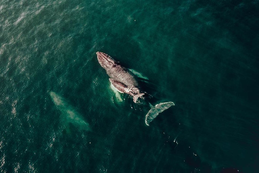 Video | Captan Conmovedor Momento en que Ballena Amamanta a su Cría