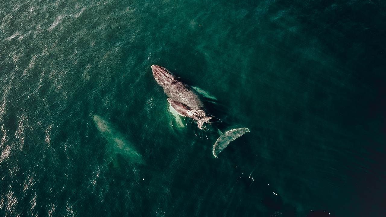 Video | Captan Conmovedor Momento en que Ballena Amamanta a su Cría