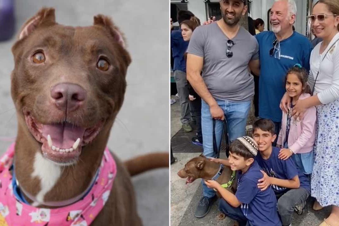 Perrita perdida se reencuentra con su familia en evento de adopción