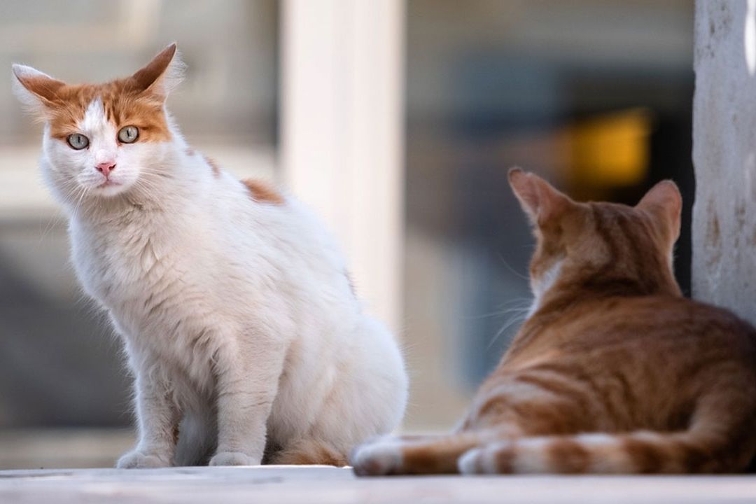 Polonia reporta gran número de gatos infectados de gripe aviar H5N1