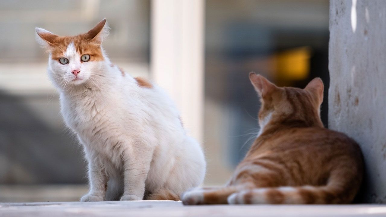 Polonia reporta gran número de gatos infectados de gripe aviar H5N1