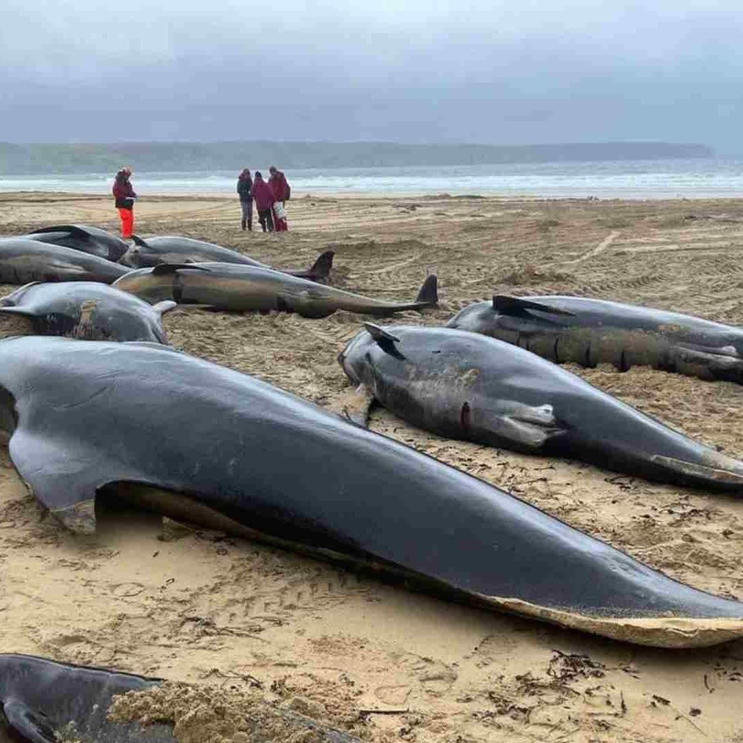Mueren 55 Ballenas tras Quedar Varadas en la Playa