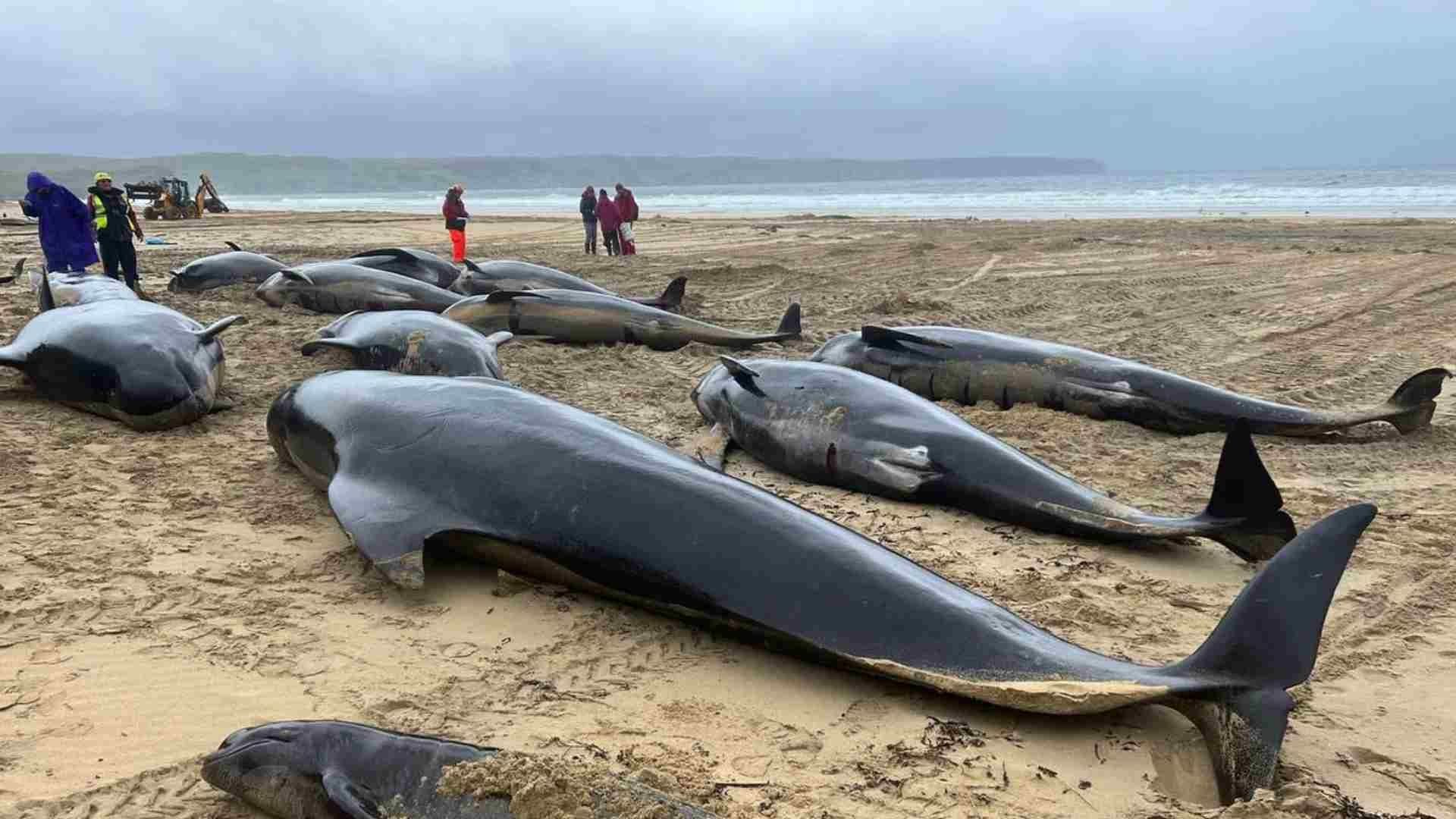 Mueren 55 Ballenas tras Quedar Varadas en la Playa
