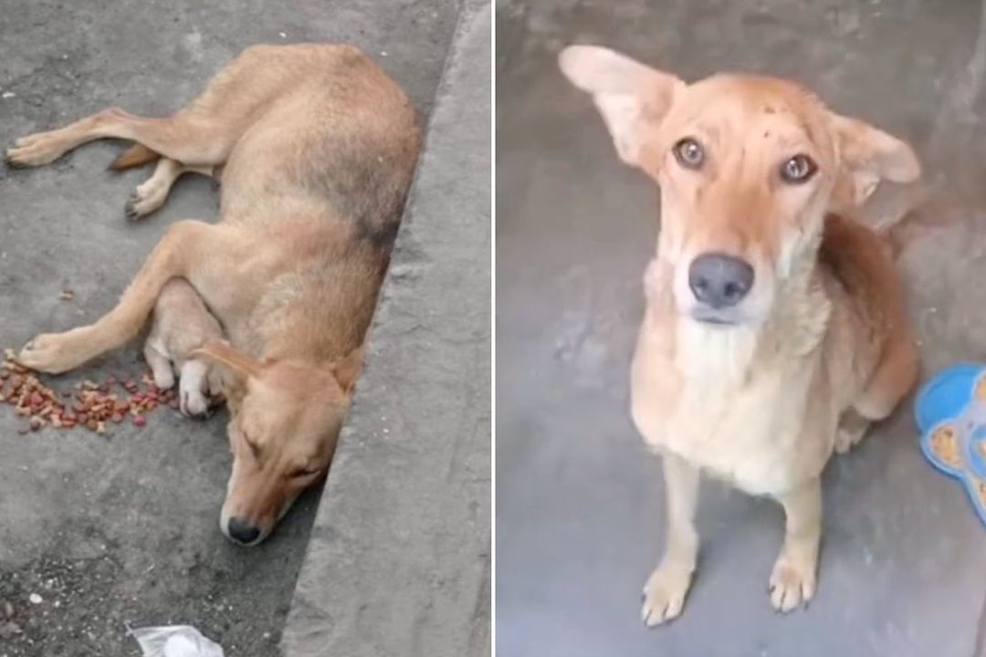 Rescatan a perrita que no soltaba a su cachorro muerto