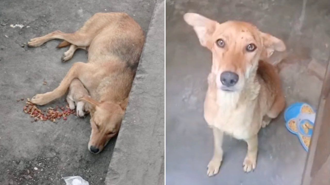 Rescatan a perrita que no soltaba a su cachorro muerto
