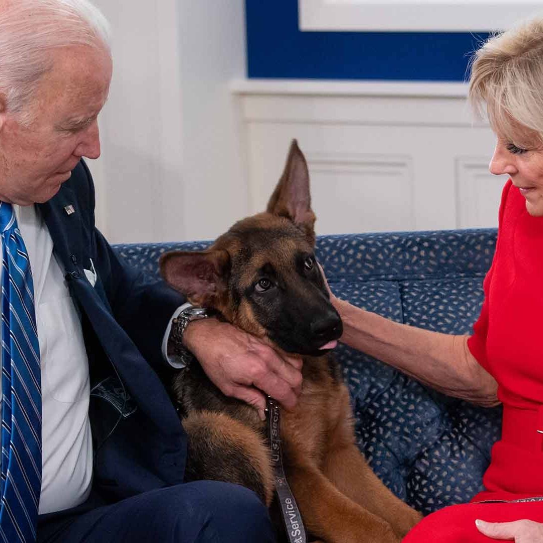 El Perro de Biden, ‘Commander’, ha Mordido a Agentes del Servicio Secreto