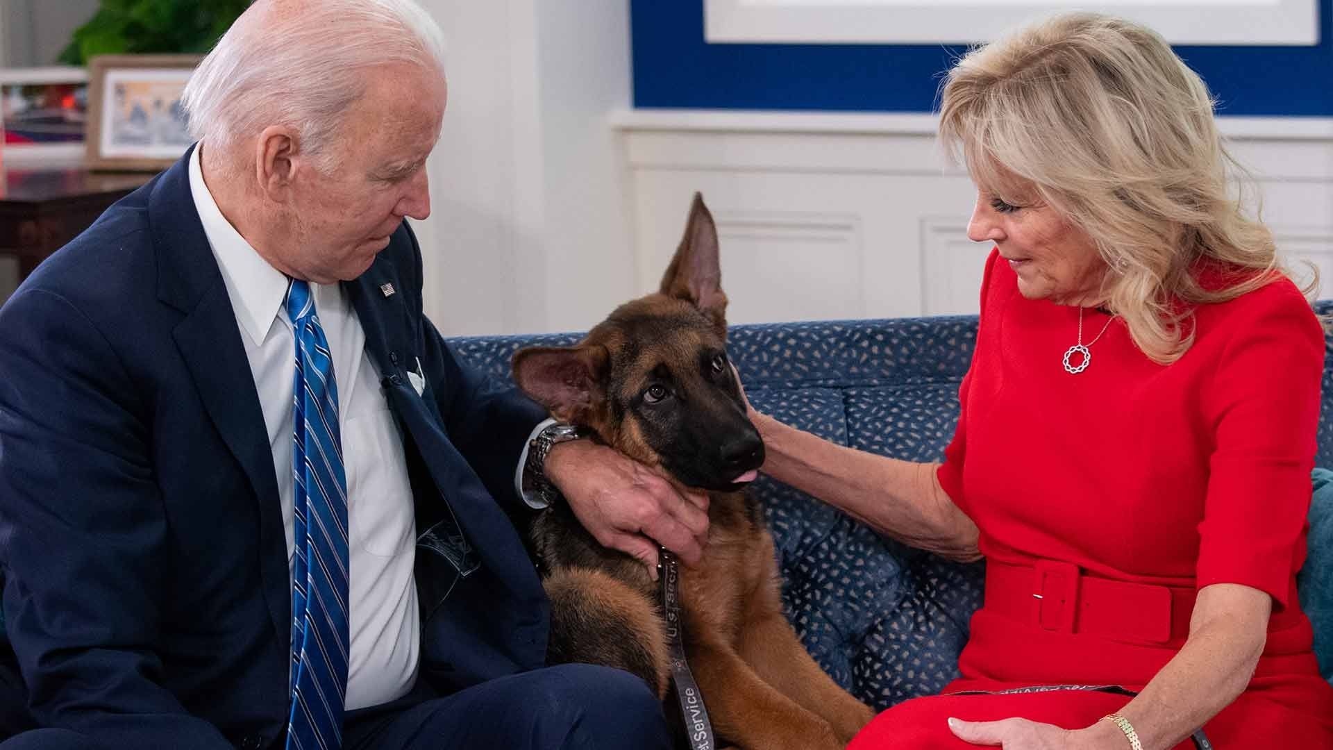 El Perro de Biden, ‘Commander’, ha Mordido a Agentes del Servicio Secreto