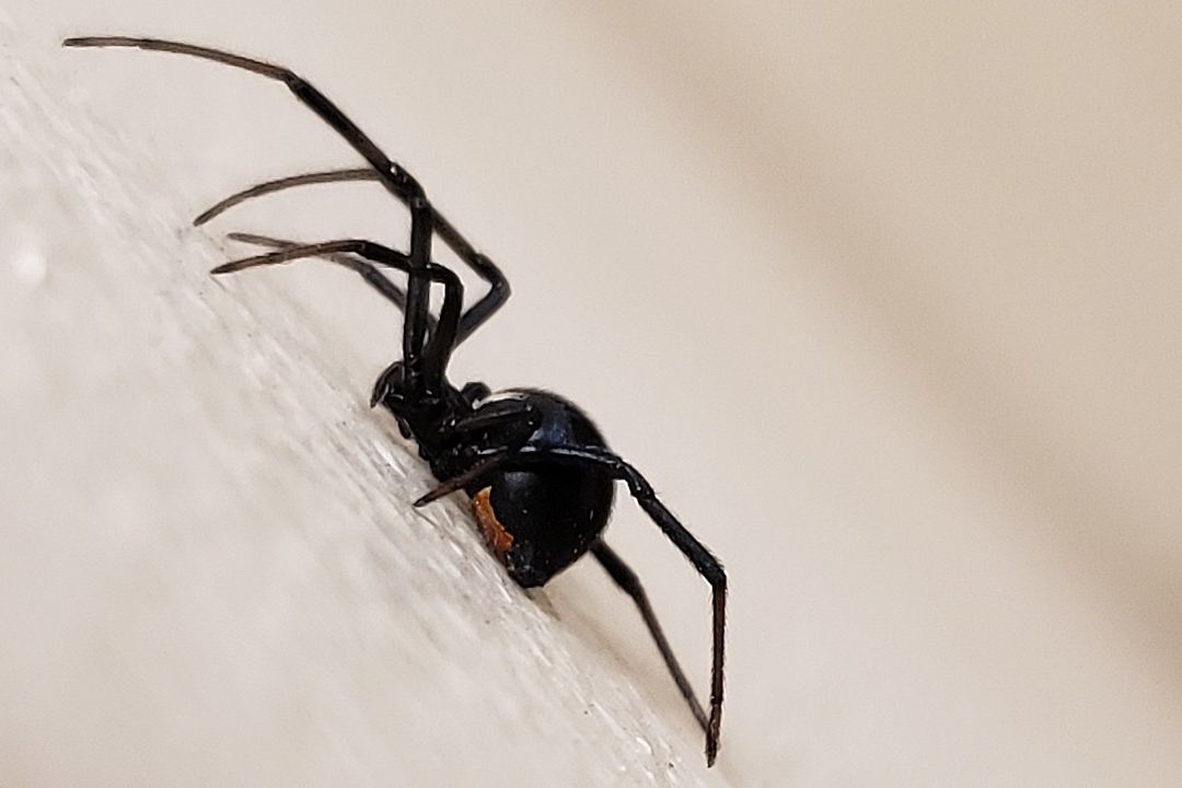 Niño se dejó picar por araña para convertirse en Spider-Man