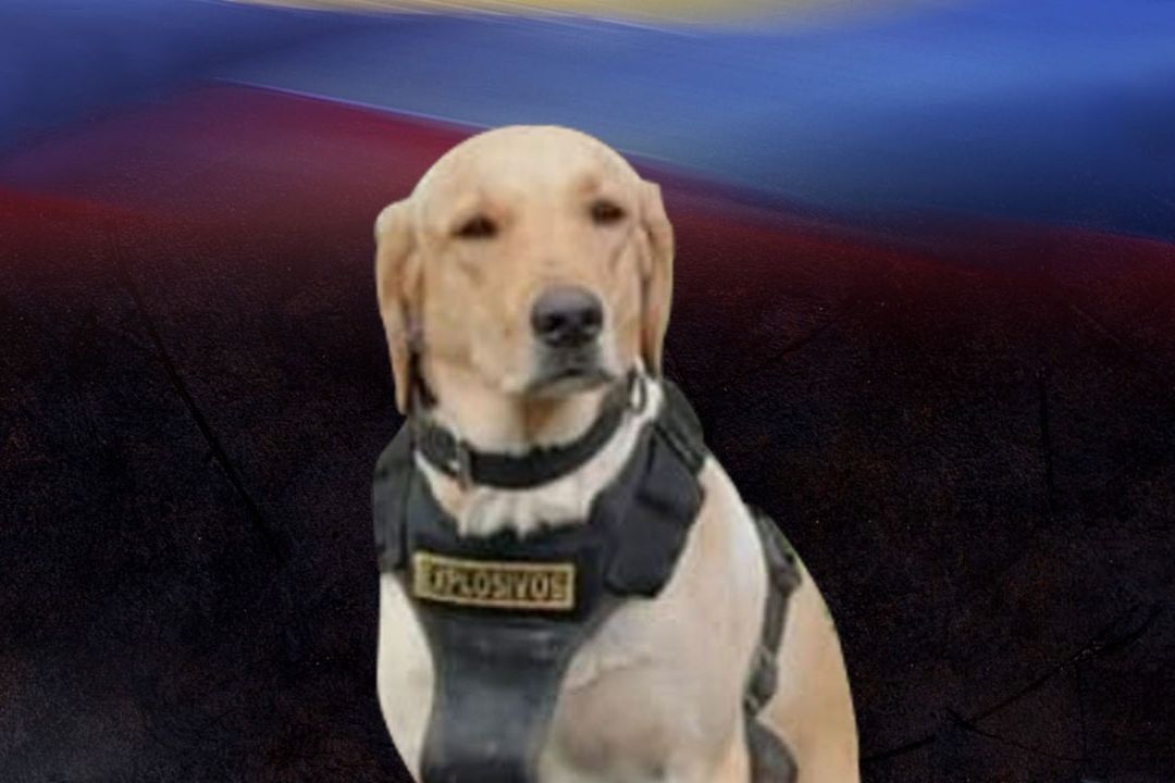 Perrito Antiexplosivos Muere al Alertar sobre Paquete Bomba