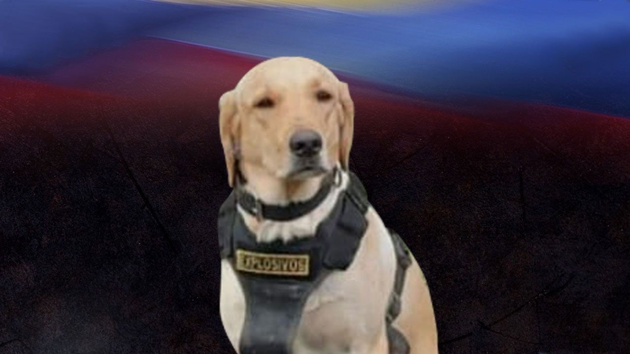 Perrito Antiexplosivos Muere al Alertar sobre Paquete Bomba
