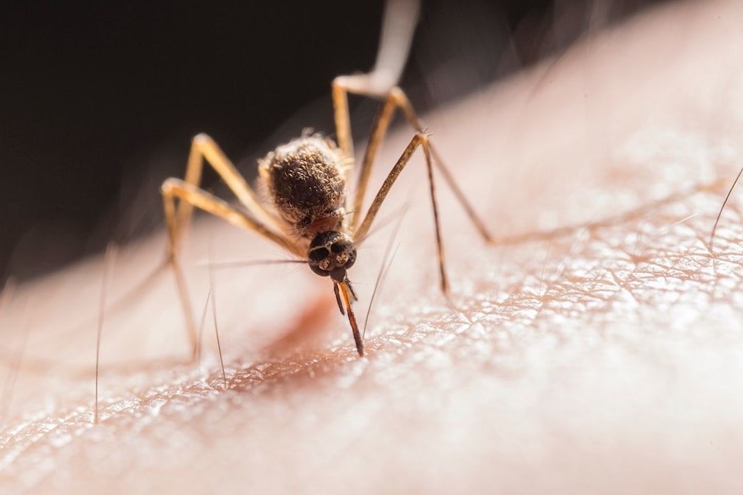 Descubren Bacteria que Impide Transmisión de Malaria por Parte de Mosquitos