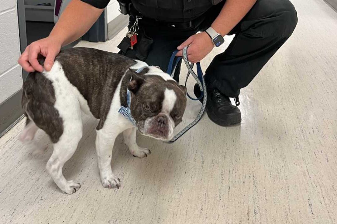 Mujer abandona a su perro en el Aeropuerto Internacional de Pittsburgh