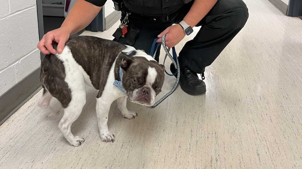 Mujer abandona a su perro en el Aeropuerto Internacional de Pittsburgh
