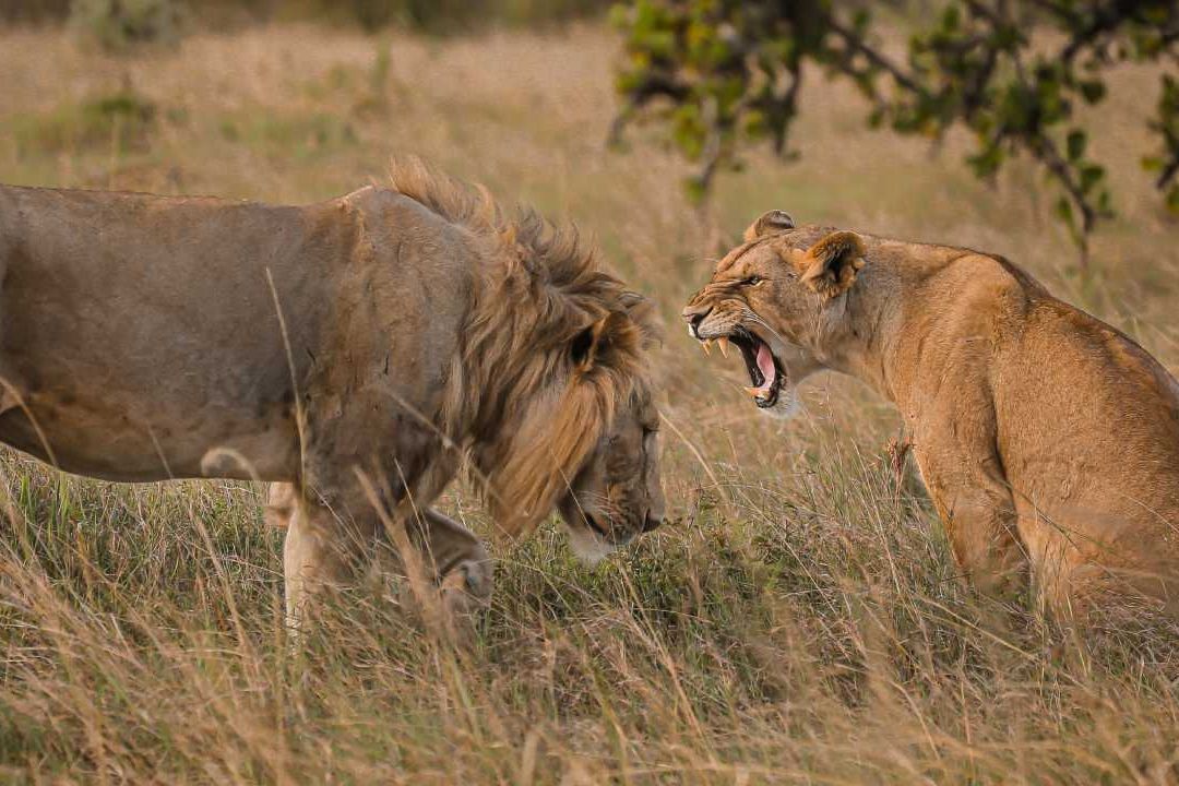 Leones Africanos a Un Paso de la Extinción