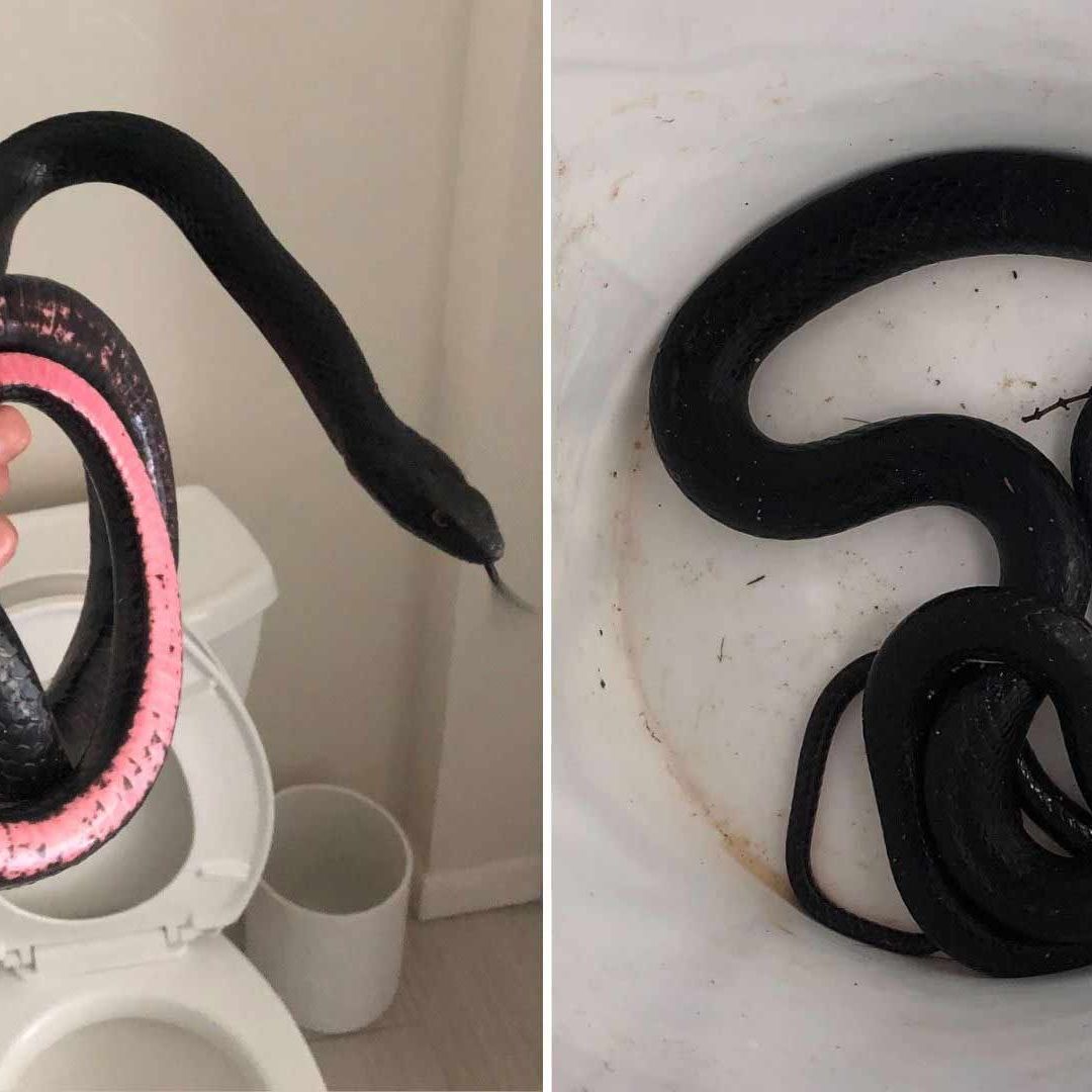 Mujer Encuentra una Serpiente Saliendo de su Baño