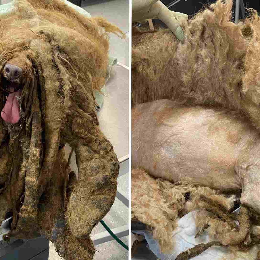 Rescatan a Perrito Cubierto con Más de 3 Kilos de Pelo
